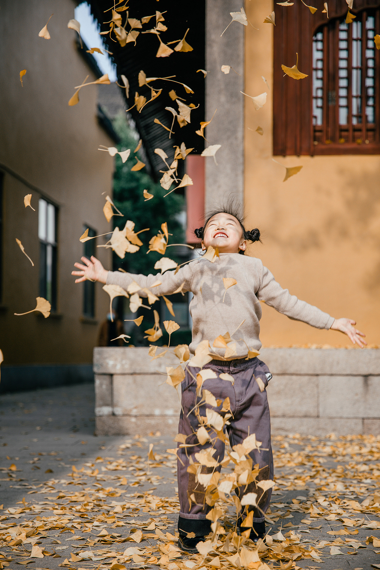 苏州银杏之美 · 定慧寺