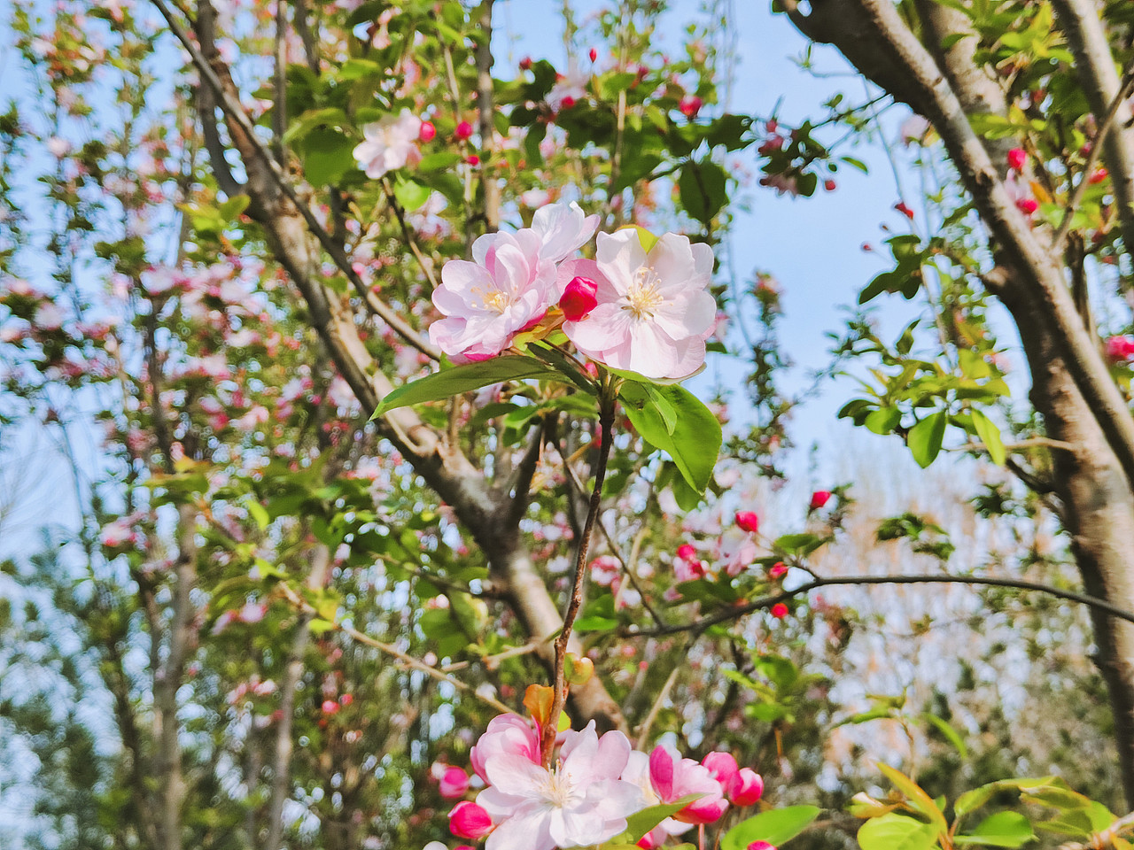 手机摄影 mi12X  花,城市风光以及人文