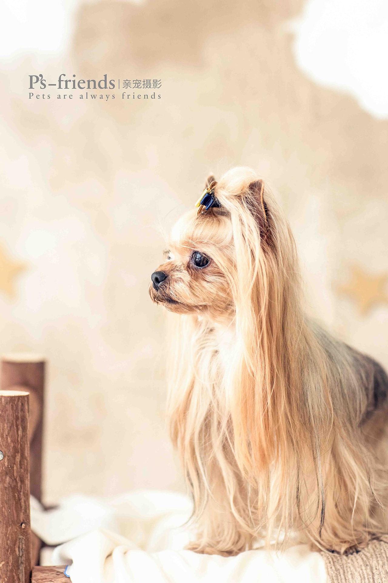 春秋冬夏十几载（图ZMTUxNDI4MTcy） - 宠物摄影 - 站酷设计师PS亲宠摄影原创素材 - 站酷ZCOOL