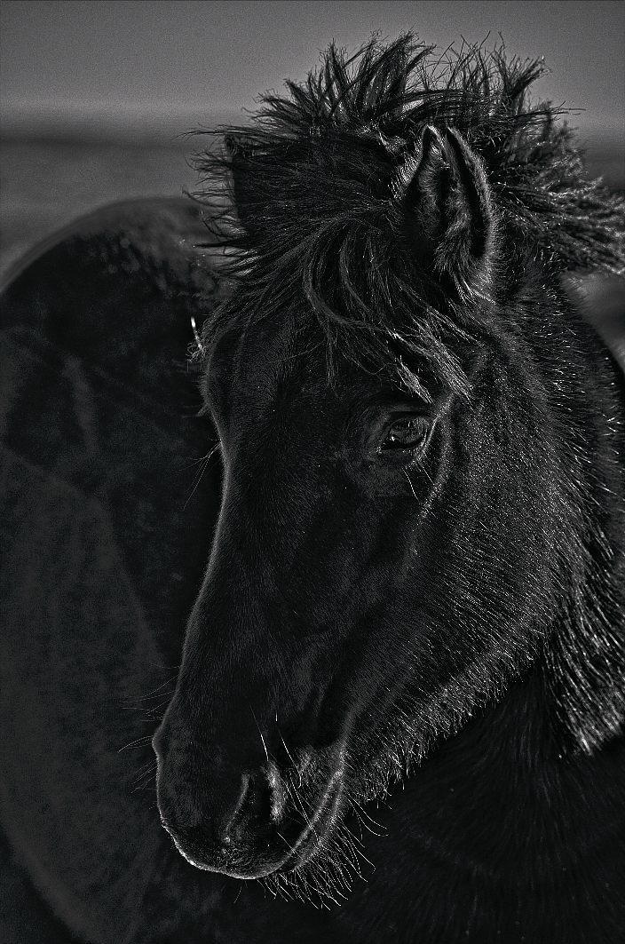 冬季的黑马 - 原创作品 - 站酷(zcool)