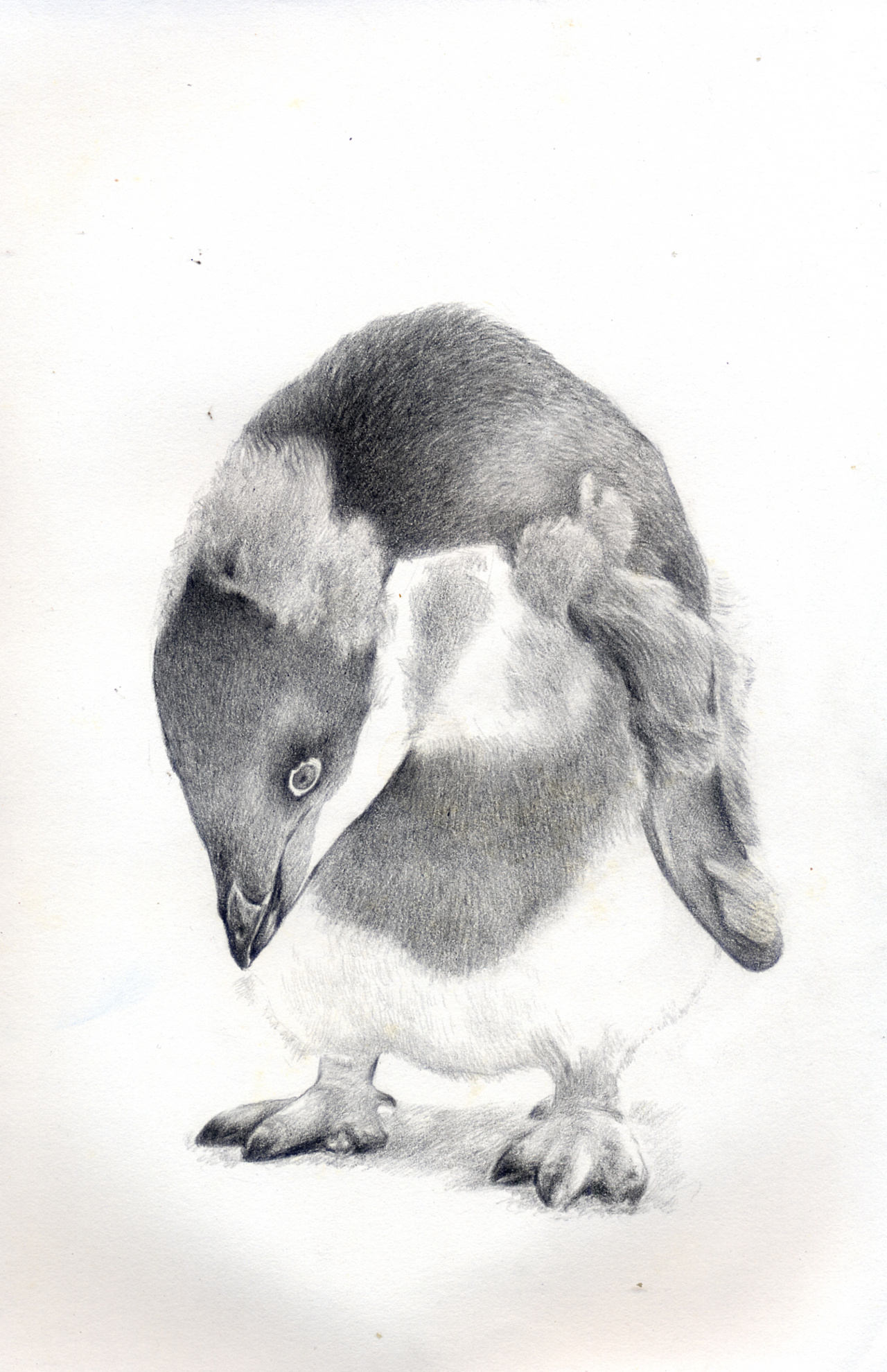 4～6岁可打印简笔画课程心得 简单小企鹅的故事💛巧艺网