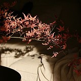 采灵的头像