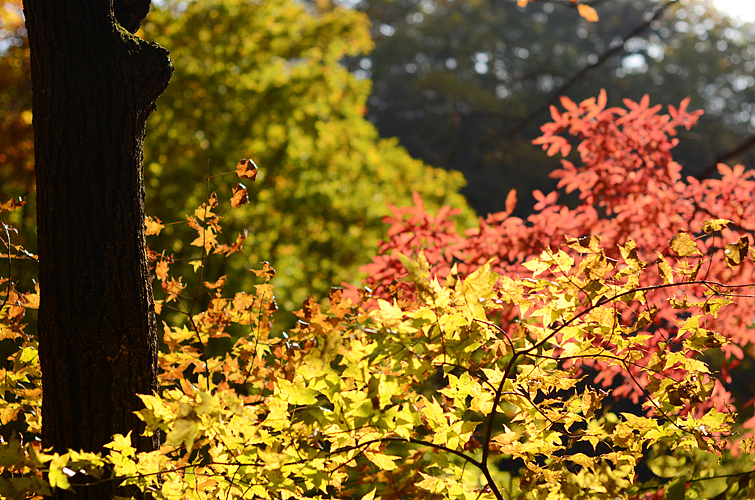 秋色（图ZNzE2MTQ4OA==） - 风光摄影 - 站酷设计师ming6ming66原创素材 - 站酷ZCOOL