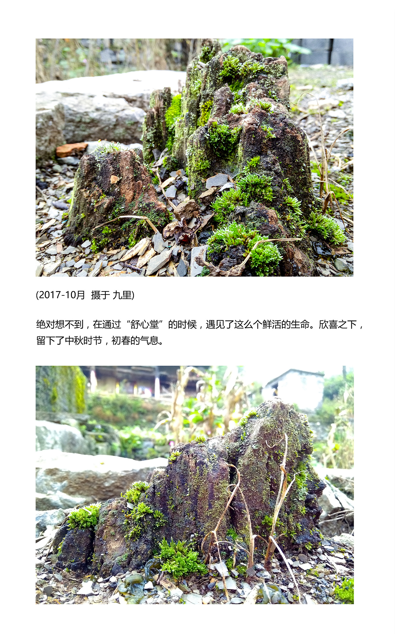 河汉影斜初过雨，井桐凉堕已迎秋（R9拍摄+PS微调）（图ZOTM5NjA2MzI=） - 风光摄影 - 站酷设计师游仙Apanda原创素材 - 站酷ZCOOL