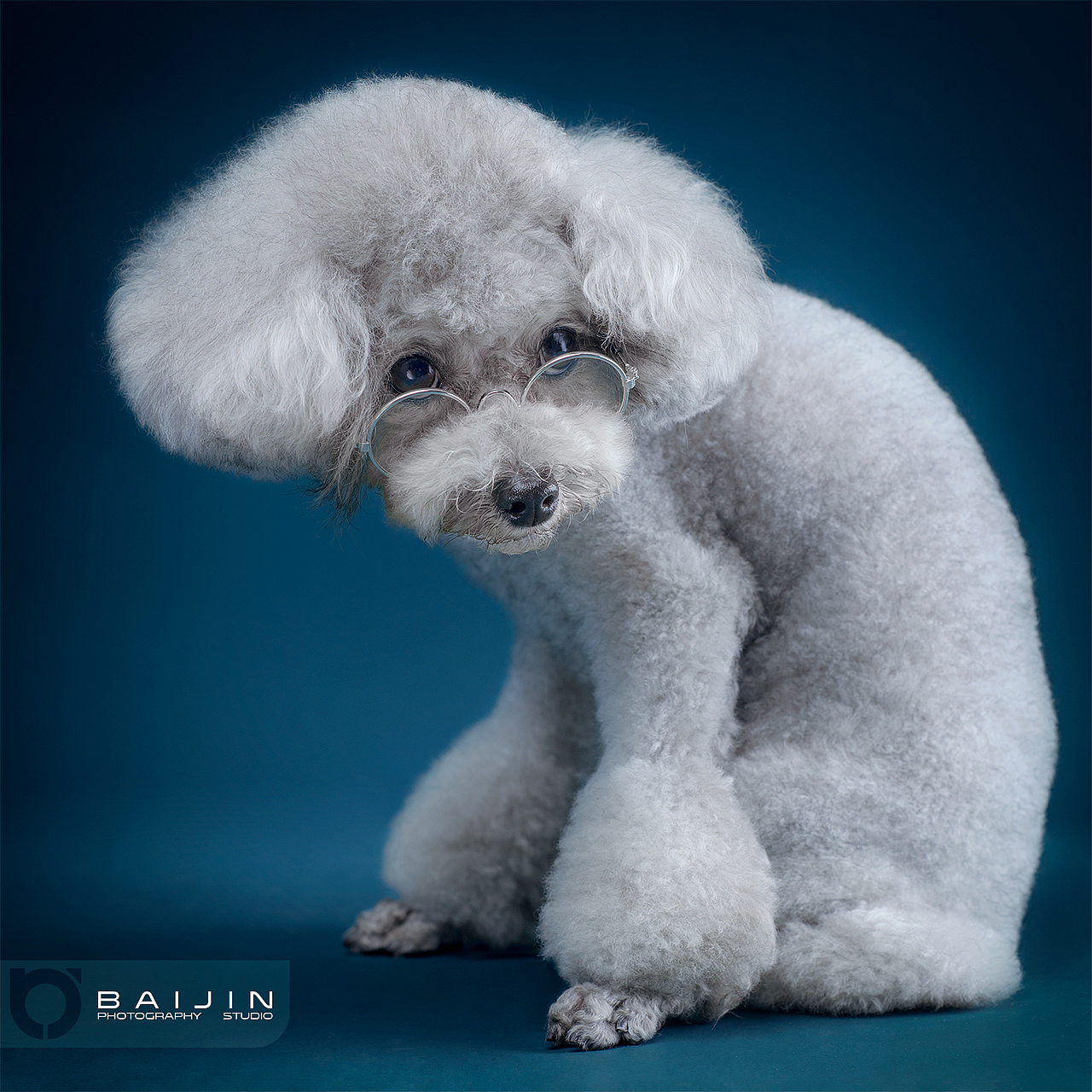 几张宠物（图ZMTIwNzcwNTQ0） - 宠物摄影 - 站酷设计师喵喵大叔原创素材 - 站酷ZCOOL