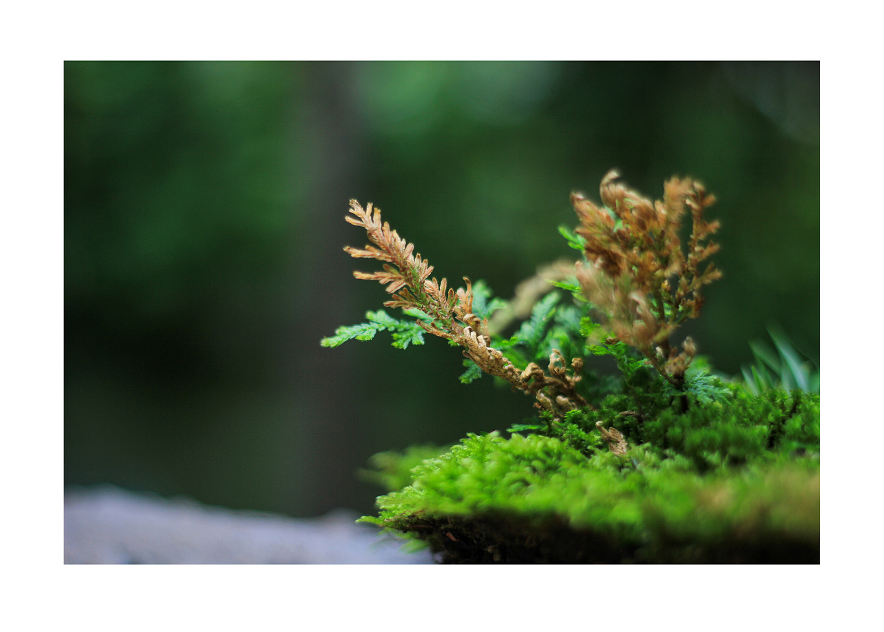 苔藓植物美学