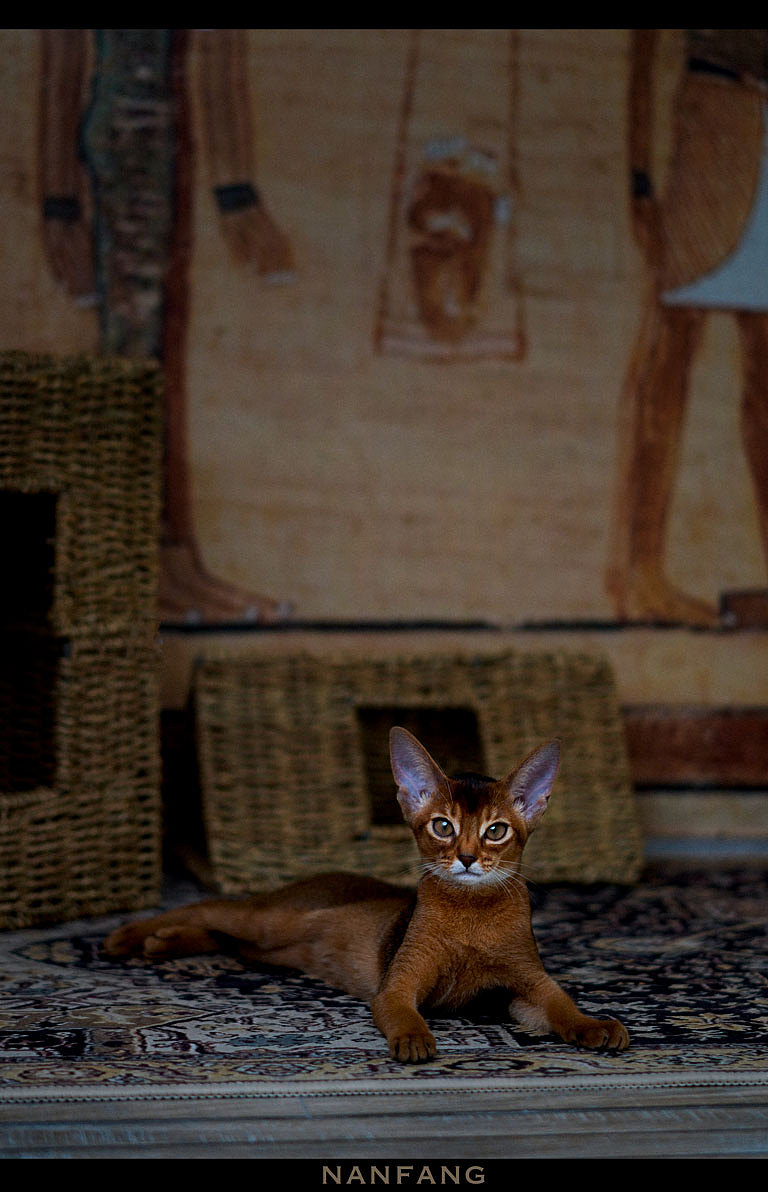 摄影 | 超模刘囫囵