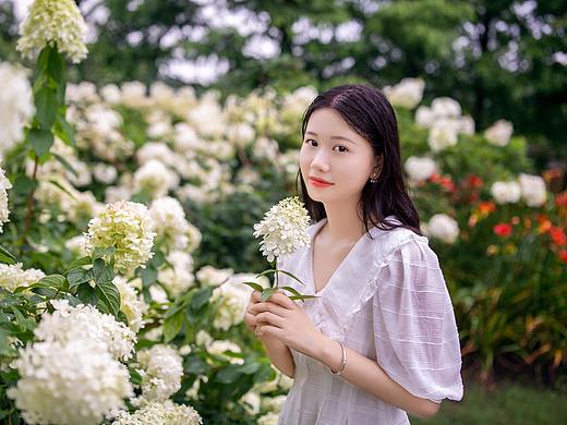 绣球花少女
