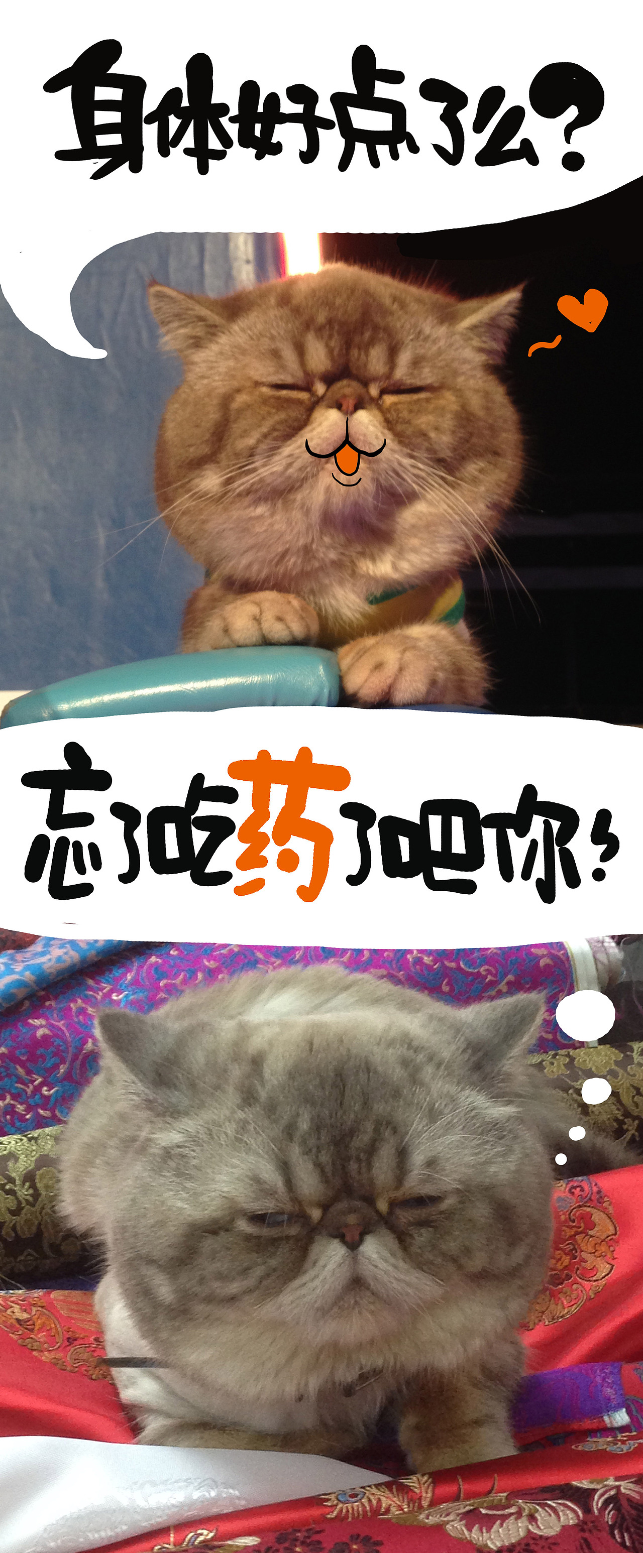 拜基大爷近况（图ZMTgwOTAxODA=） - 宠物摄影 - 站酷设计师漫画猫朱新南原创素材 - 站酷ZCOOL