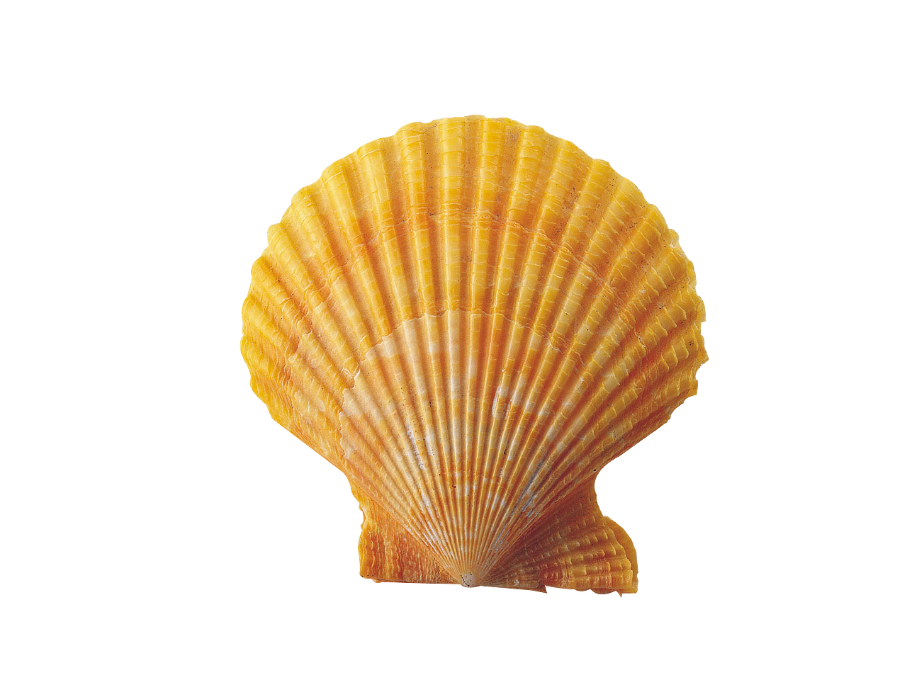 抠图---贝壳水果