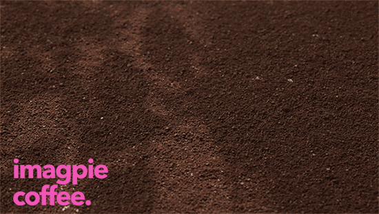 700余个中国喜鹊形象历时12年