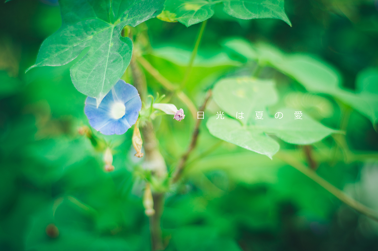 日光は夏の愛