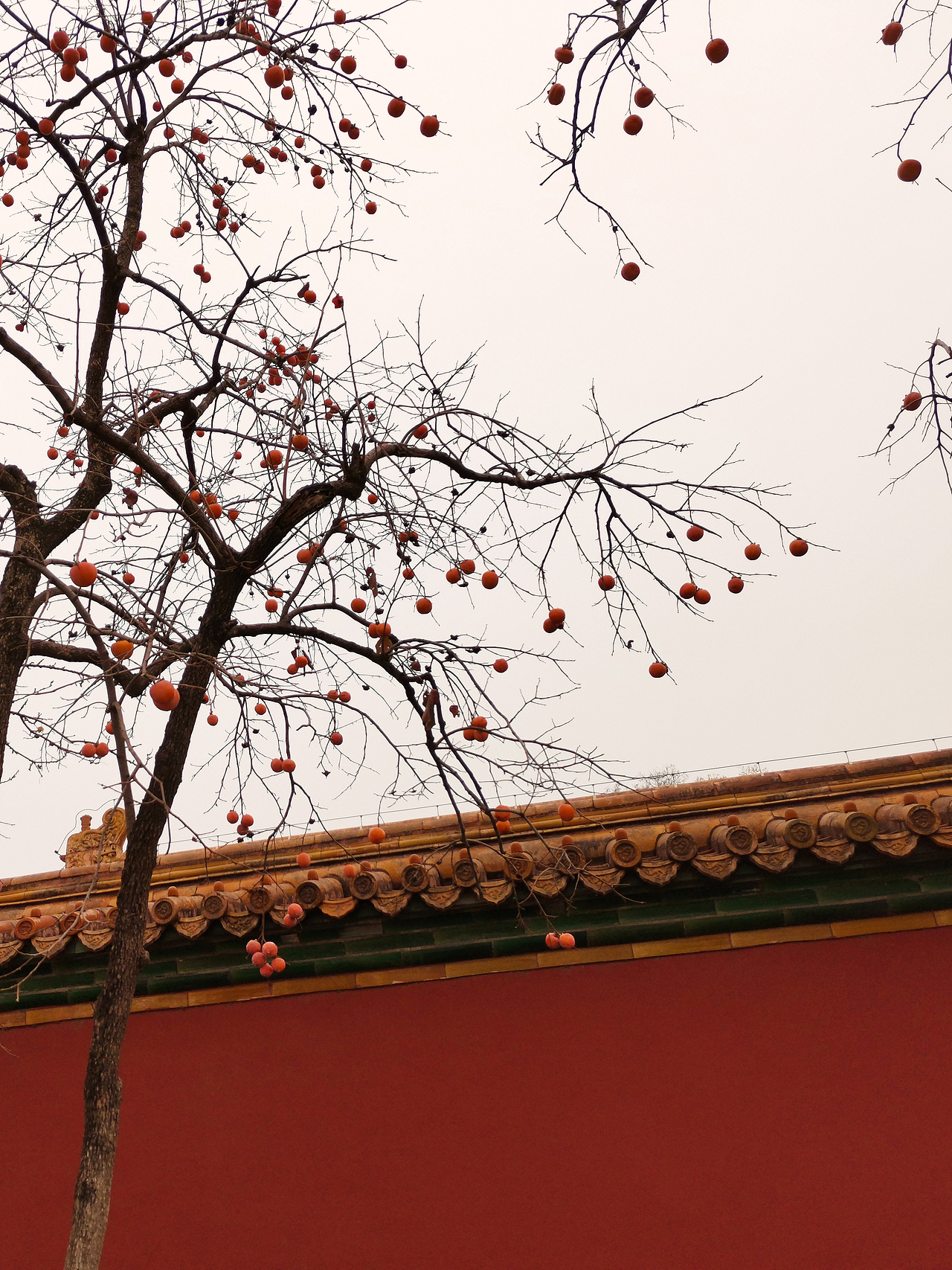 故宫-柿子红了（图ZMTg2MzA2Mjky） - 人文/纪实摄影 - 站酷设计师嗨皮工坊原创素材 - 站酷ZCOOL