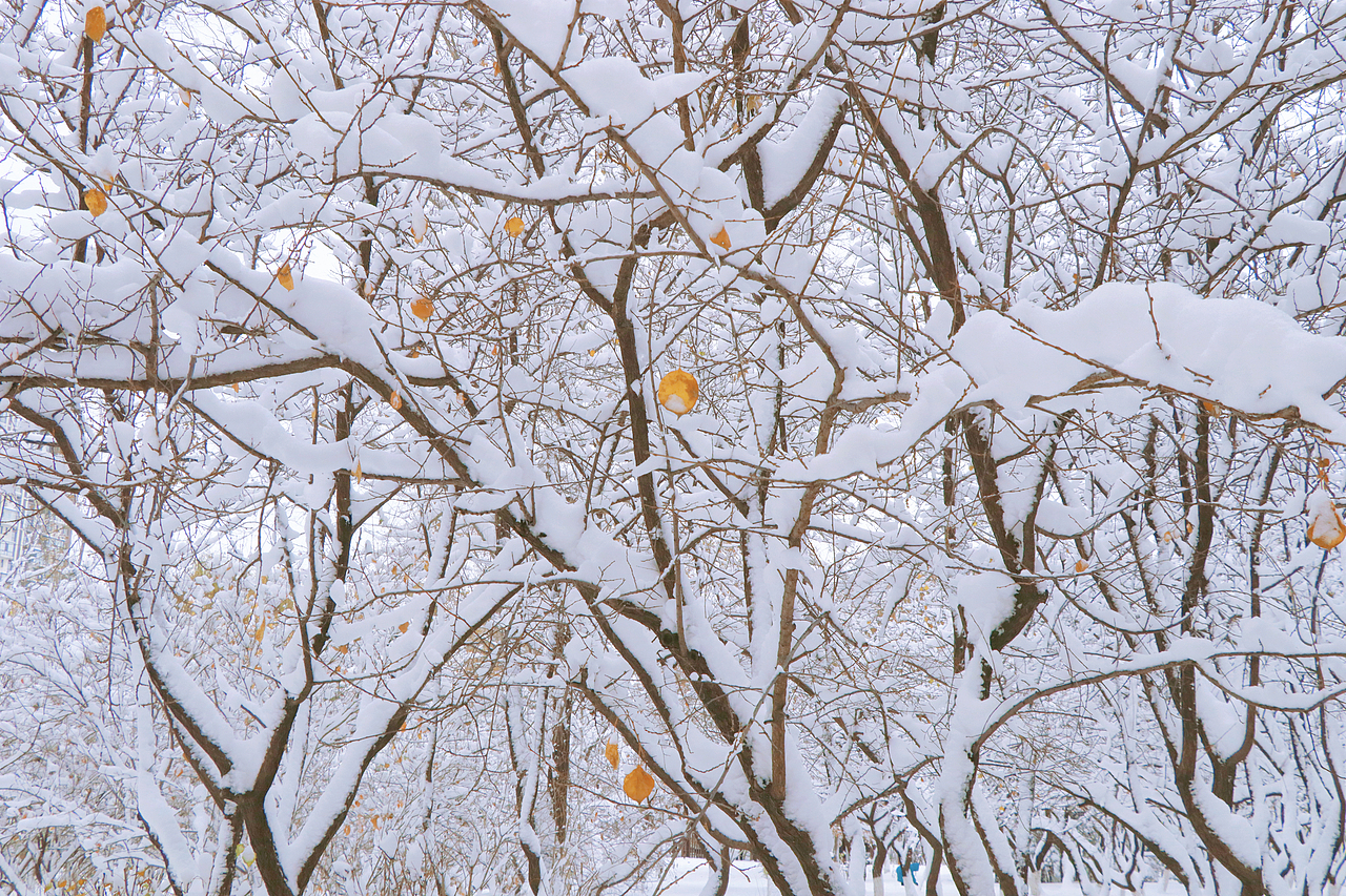 东北的第一场雪，好大。（图ZMjc3NDc2ODI0） - 风光摄影 - 站酷设计师赵彦夫原创素材 - 站酷ZCOOL