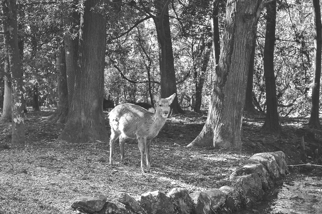奈良的鹿