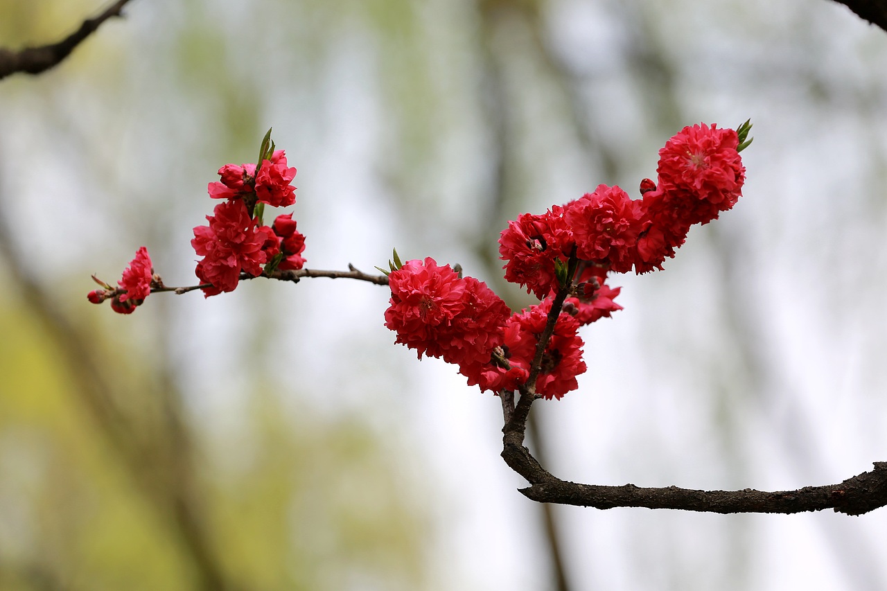 花儿与少年！！！（图ZMjk2MzcxNDgw） - 风光摄影 - 站酷设计师三五三十伍原创素材 - 站酷ZCOOL