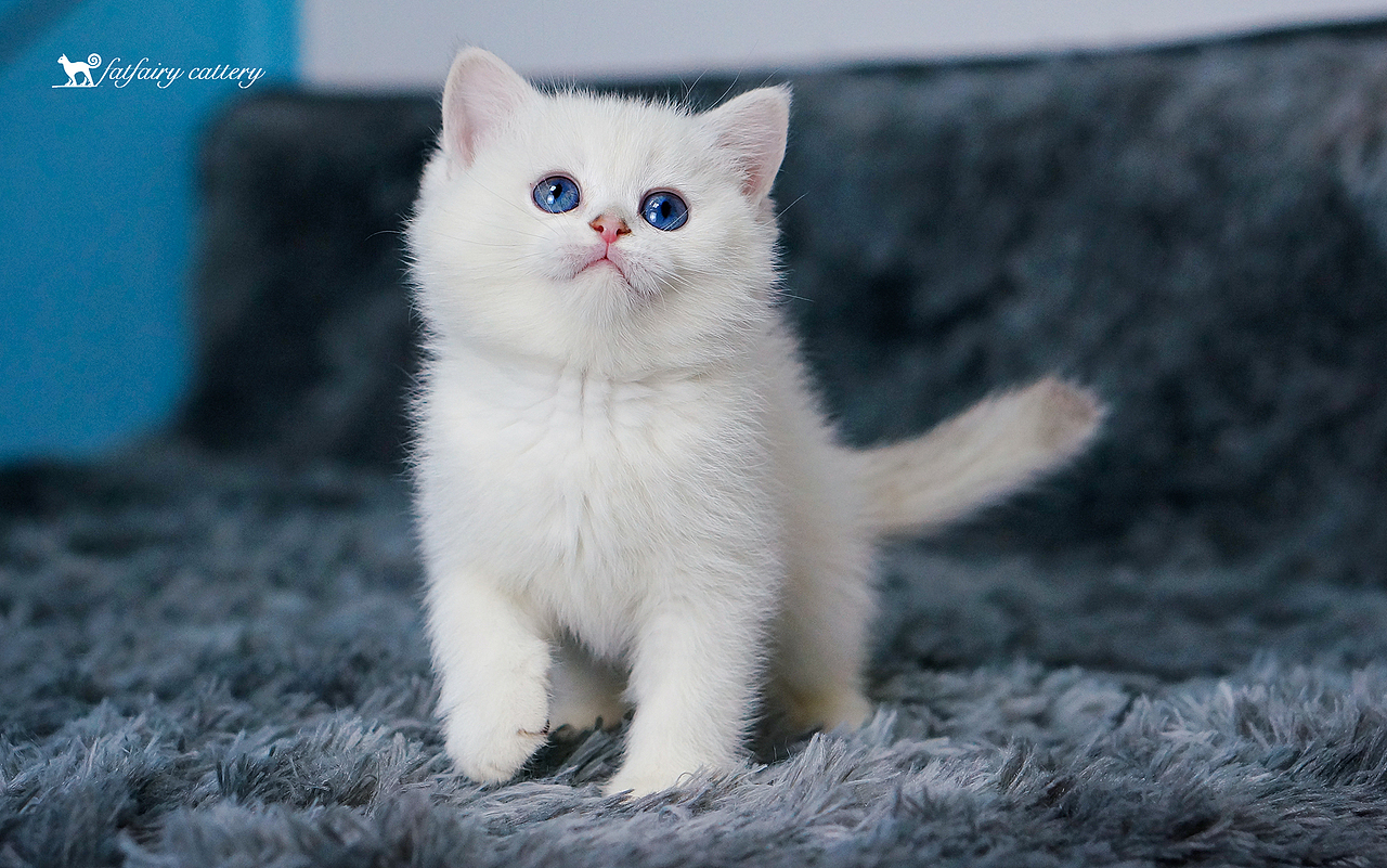 英短银点/高颜值太郎子女们1 *【panda西原创作品8】（图ZMjA2ODI5MzIw） - 宠物摄影 - 站酷设计师Panda西原创素材 - 站酷ZCOOL