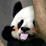 唐十一树洞的头像