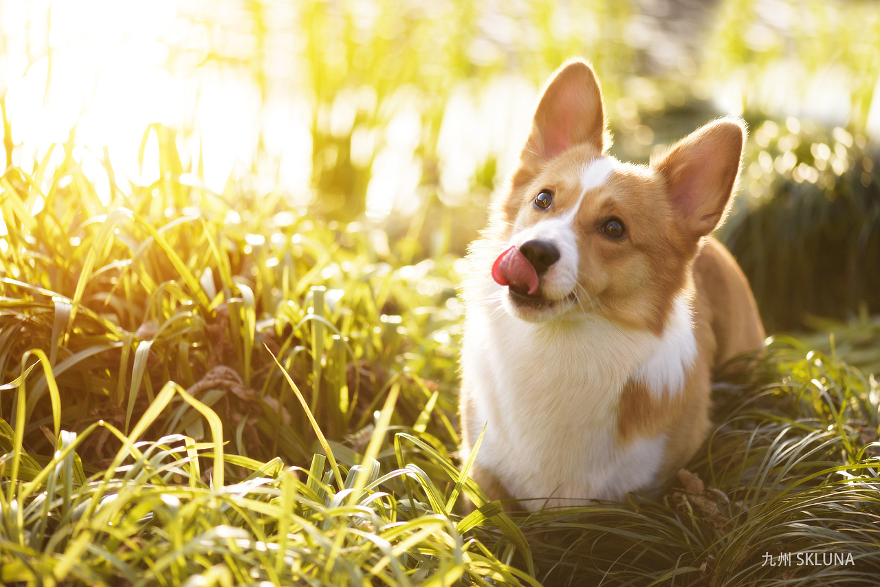 柯基的小眼神 - 原创作品 - 站酷(zcool)