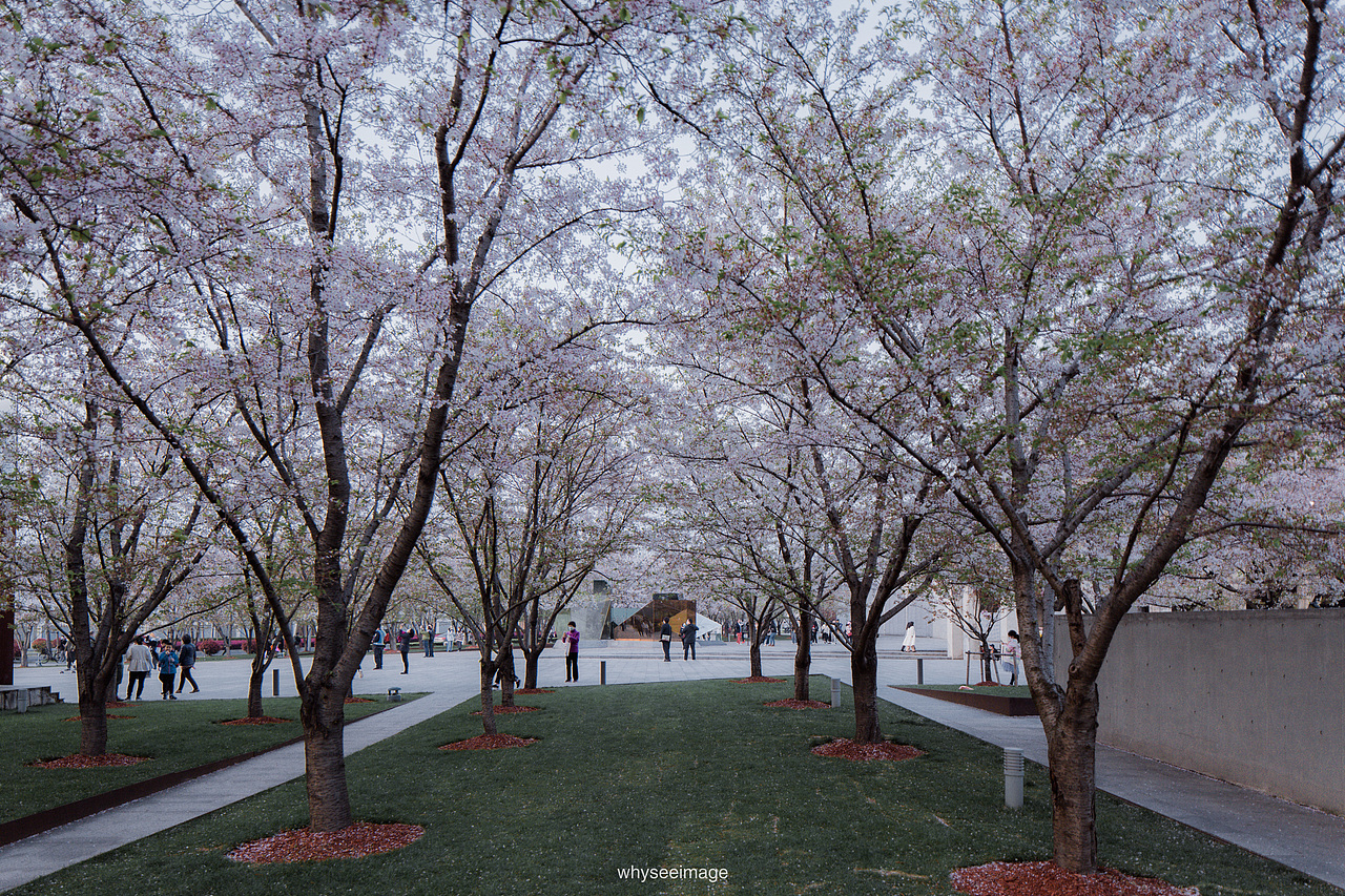 一片樱花在龙美旁落下 | 魔都建筑奇谭记（图ZMzAwODA2Njcy） - 环境/建筑摄影 - 站酷设计师whyseeimage原创素材 - 站酷ZCOOL