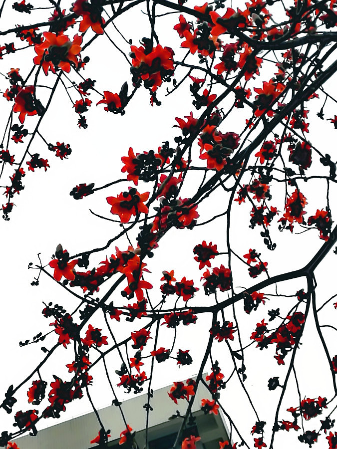 高高在上的火红木棉花