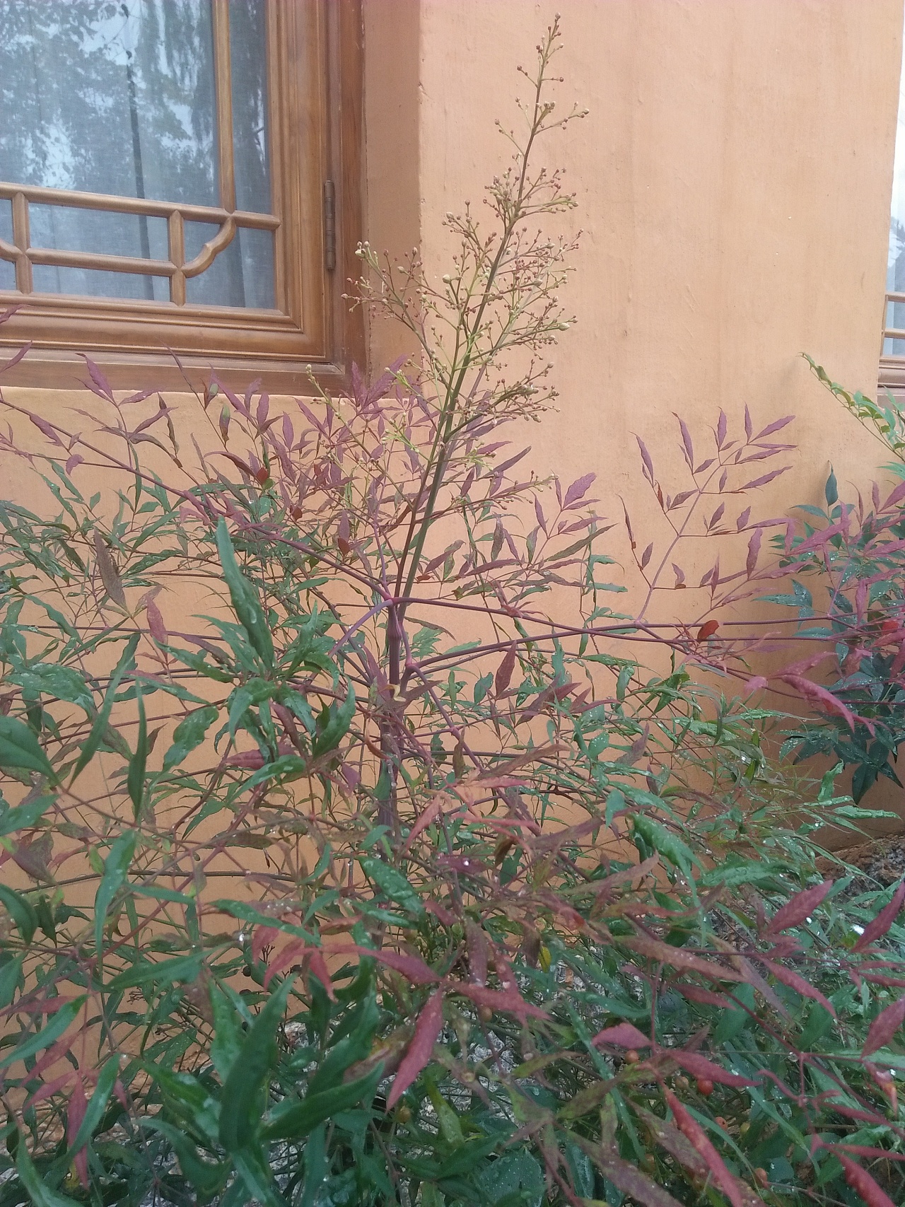 拈花惹草——云南沙溪