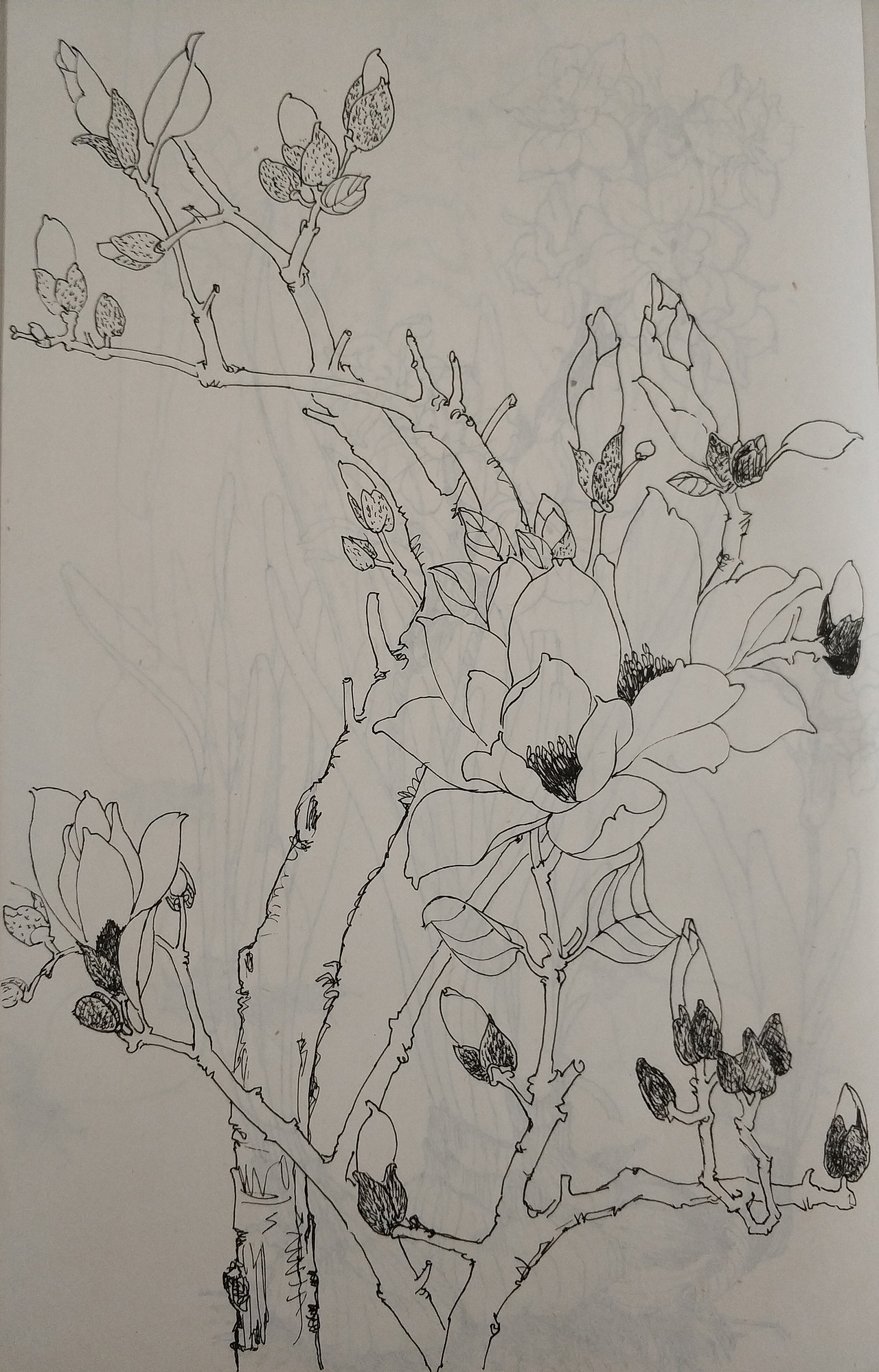 花鸟(写生)手绘小稿