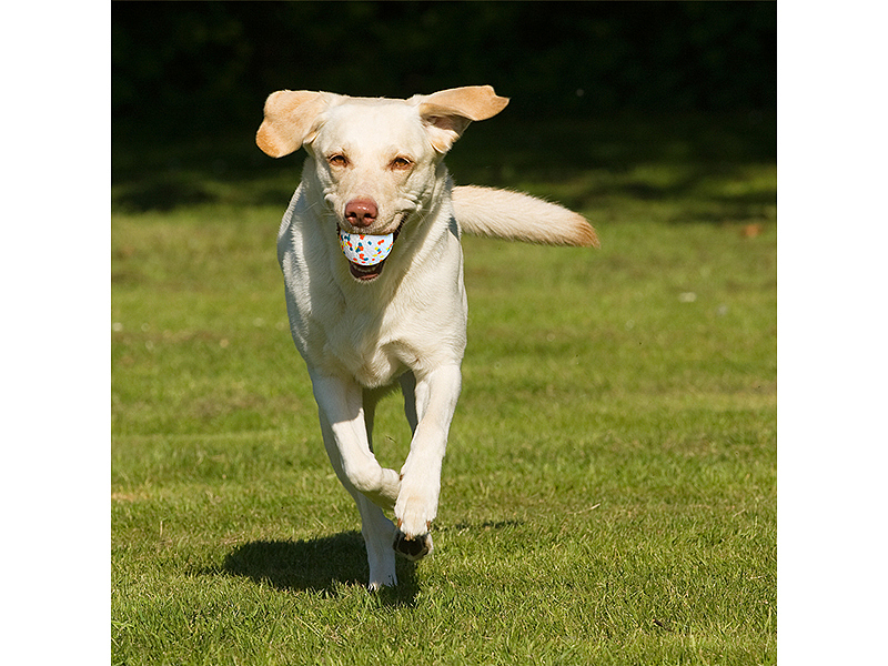 亚马逊狗狗珍贵理想套装主宠互动磨牙玩具球（图ZMjg1NzQ1NTQ4） - 电商 - 站酷设计师jsxzwsz12345原创素材 - 站酷ZCOOL