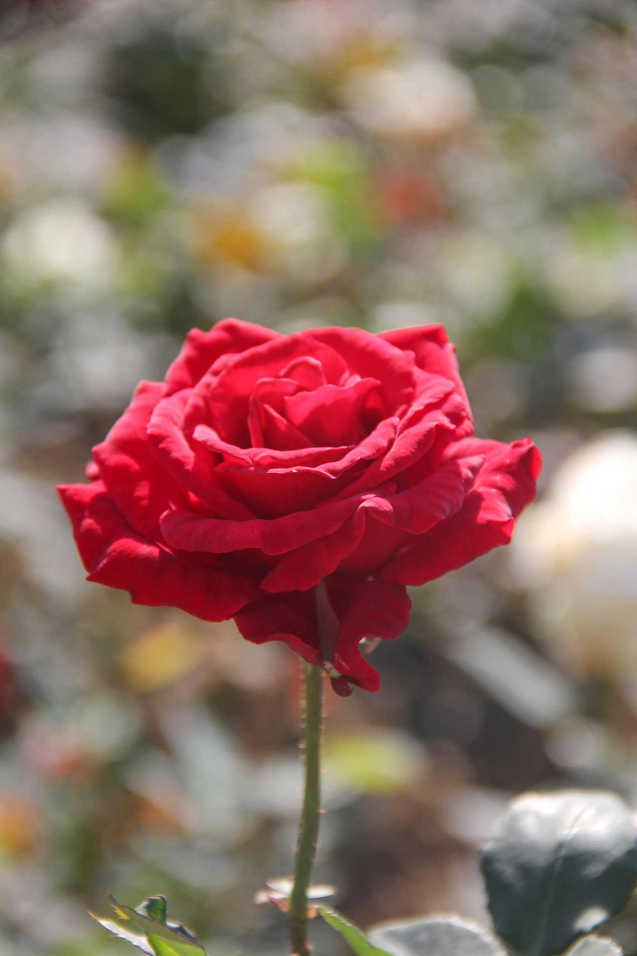 万物可爱（图ZMTk5OTY3NDUy） - 宠物摄影 - 站酷设计师小红帽JN原创素材 - 站酷ZCOOL