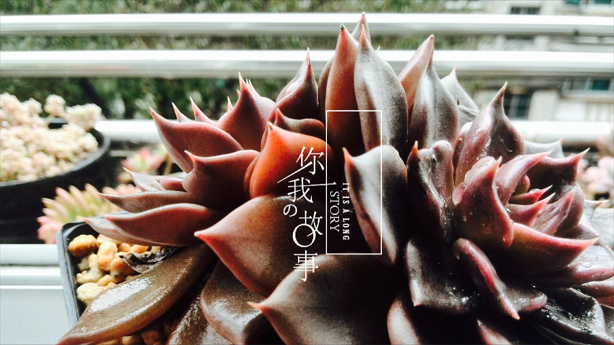 多肉植物（图ZNDIzMTMxOTY=） - 产品摄影 - 站酷设计师羊羊驼驼原创素材 - 站酷ZCOOL