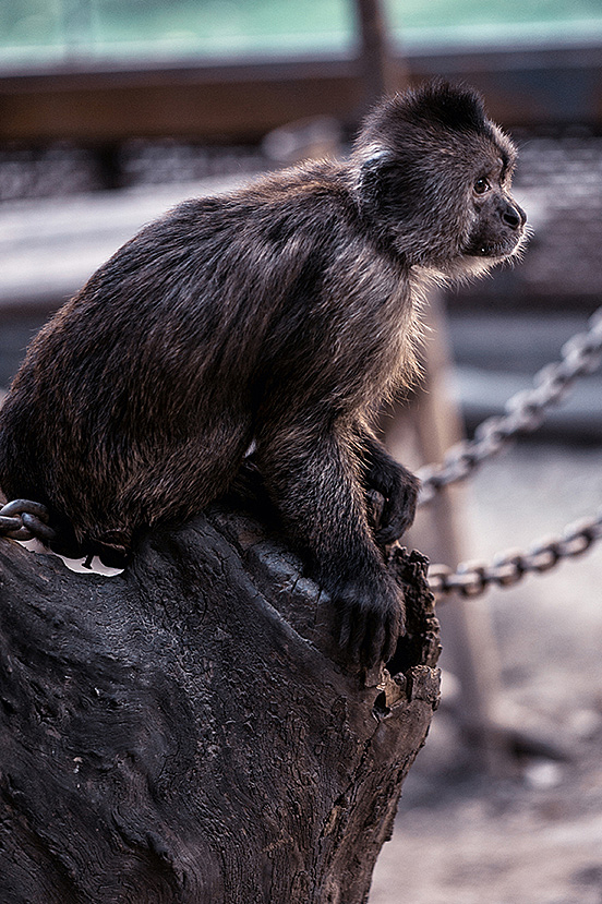 2013拍摄动物整理