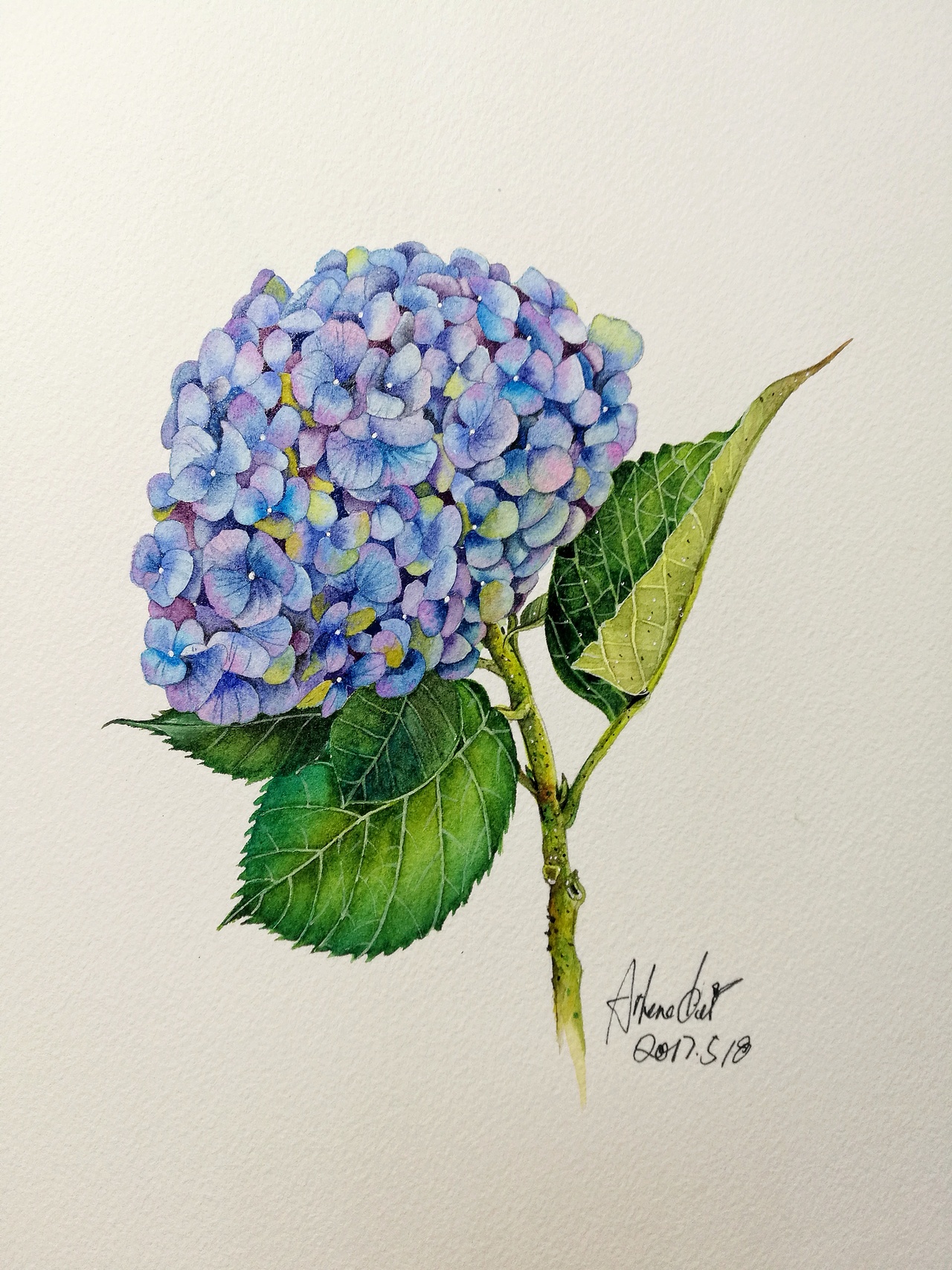 绣球花