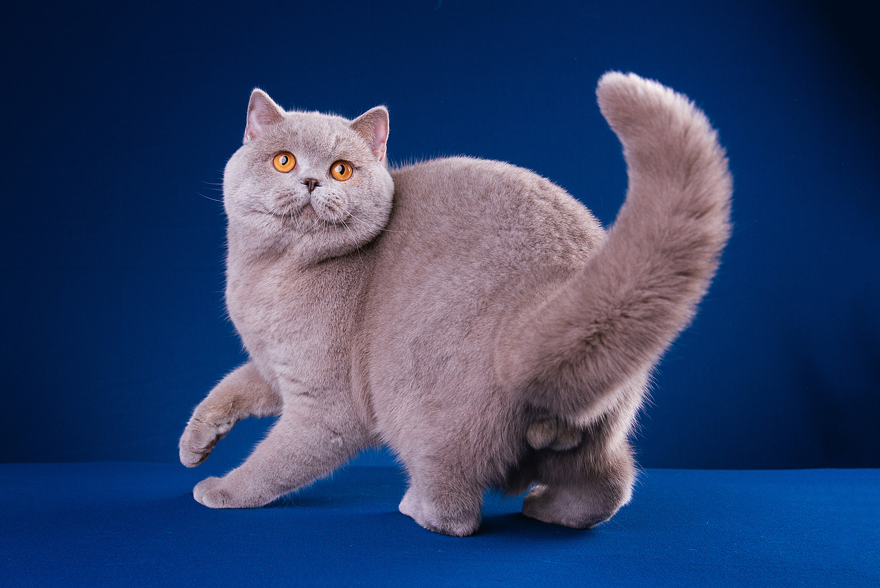 Farewell 2018【克查原创作品30】（图ZMTQwMTY0OTAw） - 宠物摄影 - 站酷设计师克查原创素材 - 站酷ZCOOL