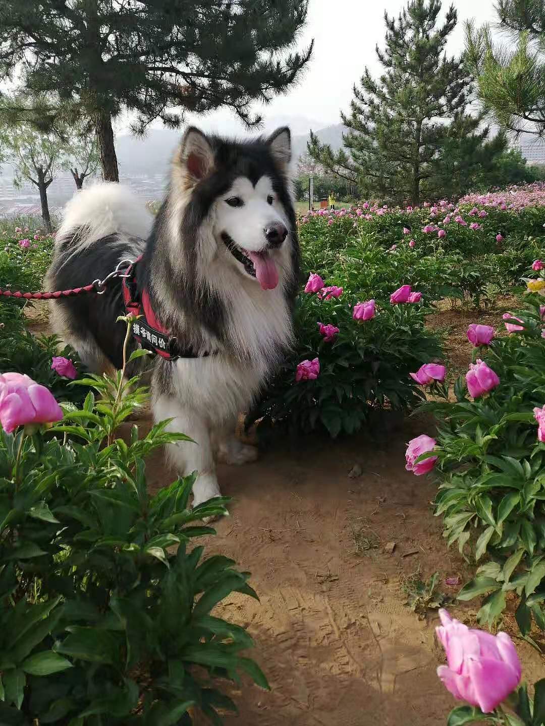 真丶狗子大法占坑（图ZMTg0NTcwNTky） - 商业插画 - 站酷设计师基尼实在是太魅原创素材 - 站酷ZCOOL