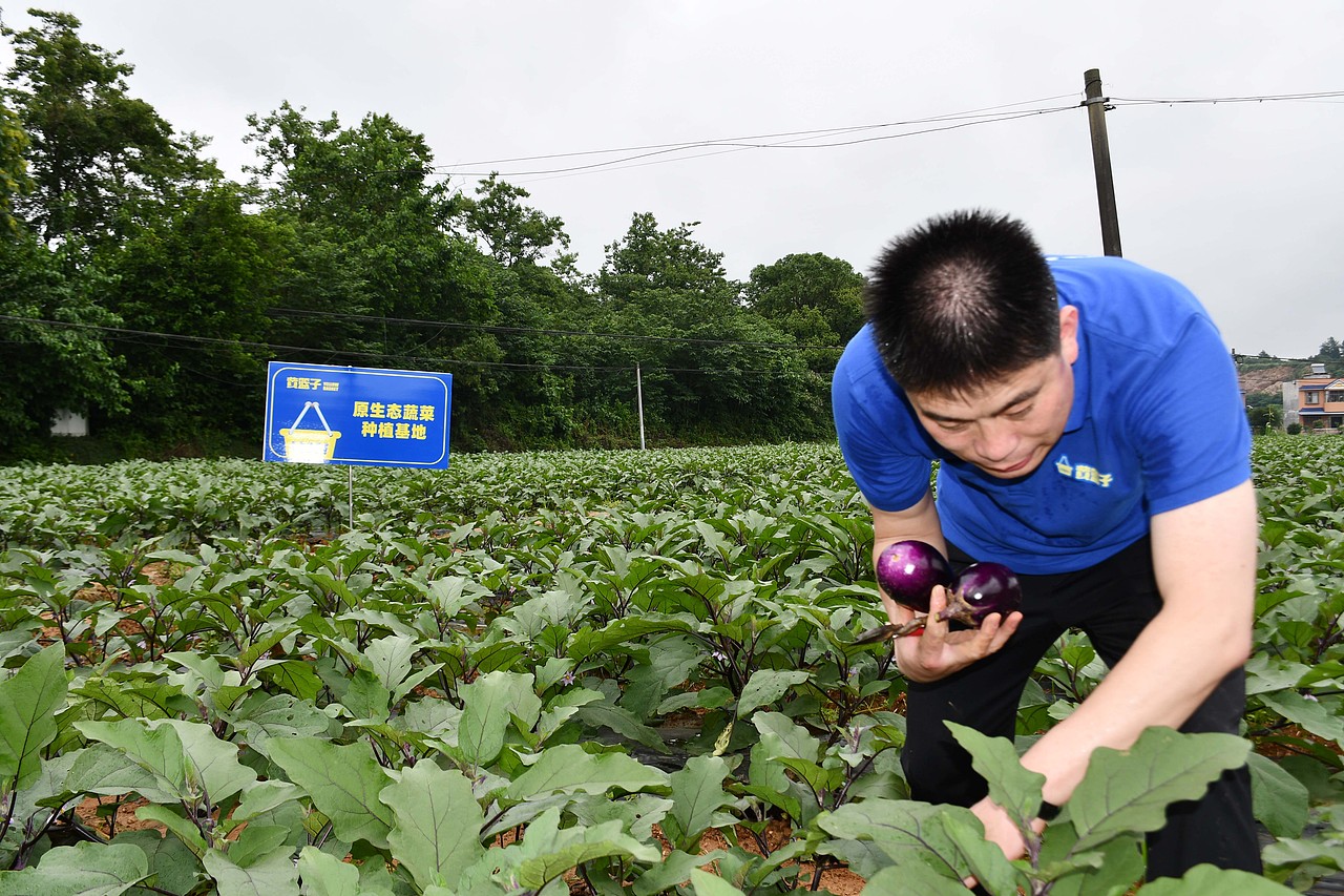 陈老汉出品 | 黄篮子生鲜连锁品牌VI视觉体系制造