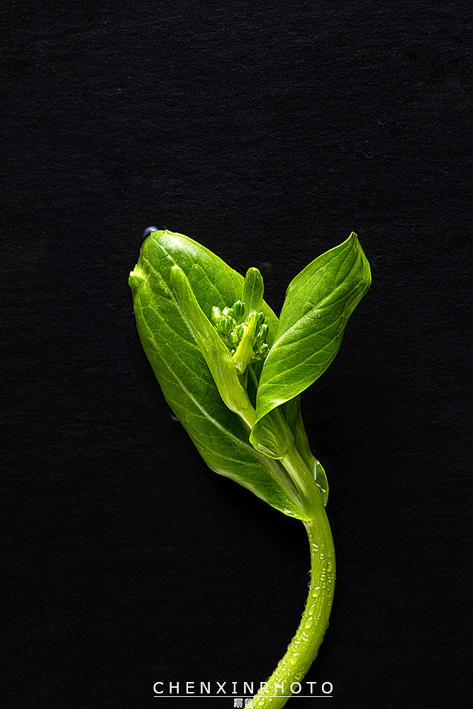 绿色美食蔬菜观念摄影（图ZMjI5ODM0NzQ0） - 产品摄影 - 站酷设计师太阳下的青柠檬原创素材 - 站酷ZCOOL