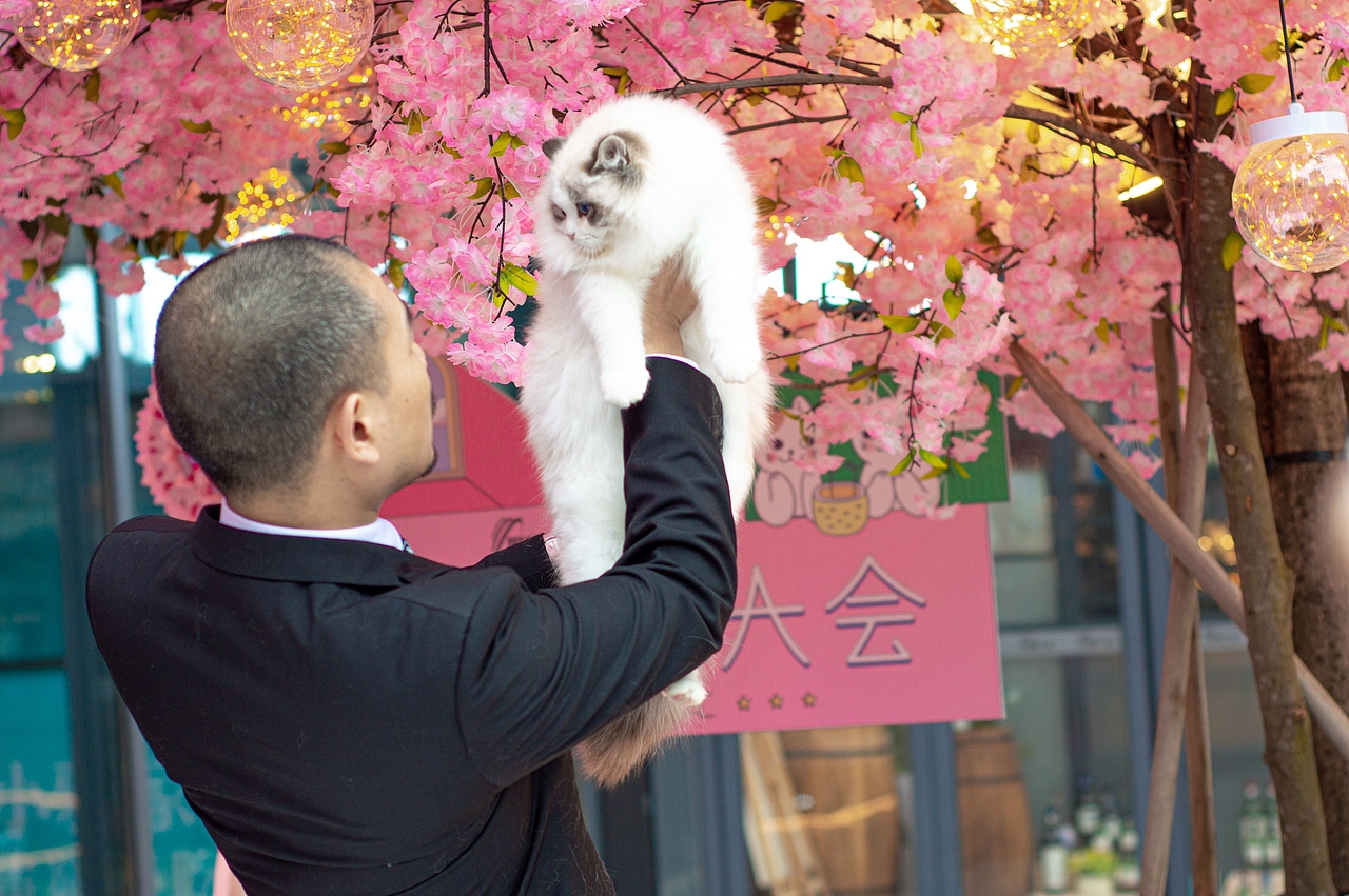 《造痒计划》猫咪相亲大会