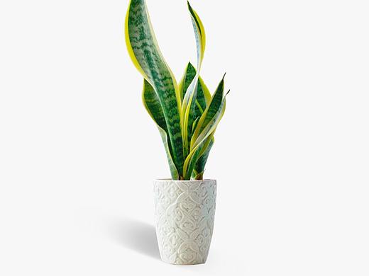 花卉App（个人主页-ZMjkwMjcxMTI=） - APP界面 - 站酷设计师牟健原创素材 - 站酷ZCOOL