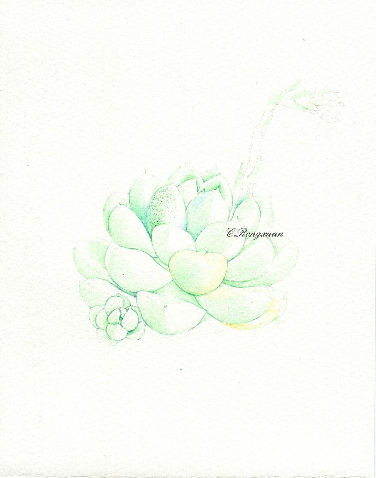 【溶萱手绘——彩铅多肉】厚叶月影（图ZNjIzNzg4MDA=） - 绘画 - 站酷设计师溶萱原创素材 - 站酷ZCOOL