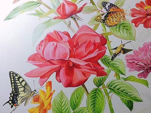 植物画手绘 植物的美好