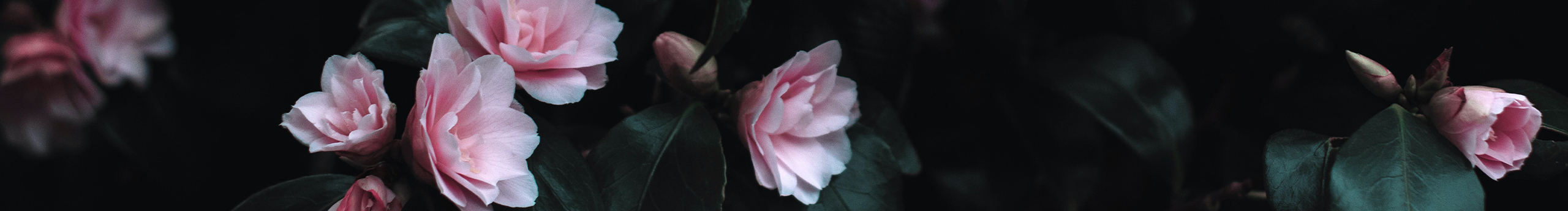 紫玥印奇的个人主页（封面预览） - 主页封面设置 - 站酷设计师紫玥印奇原创素材 - 站酷ZCOOL