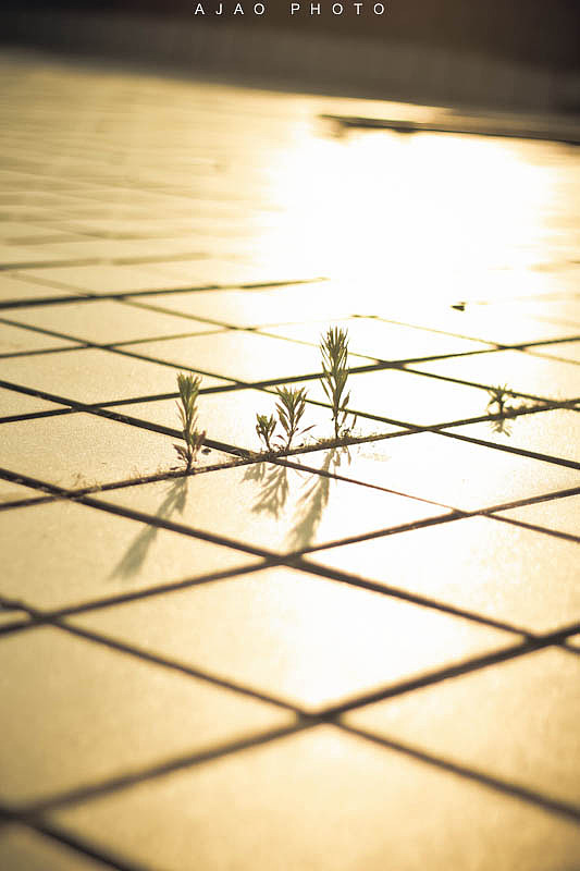 那些被阳光沐浴的精灵