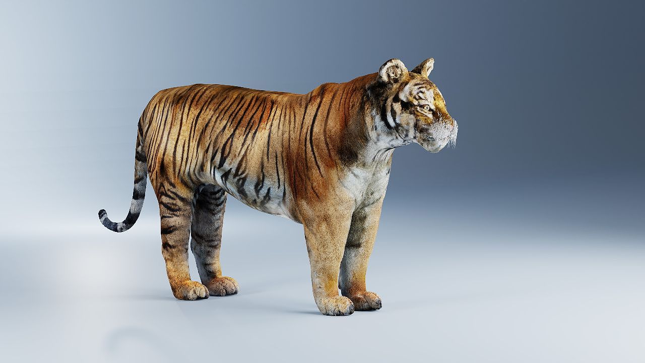 老虎建模渲染