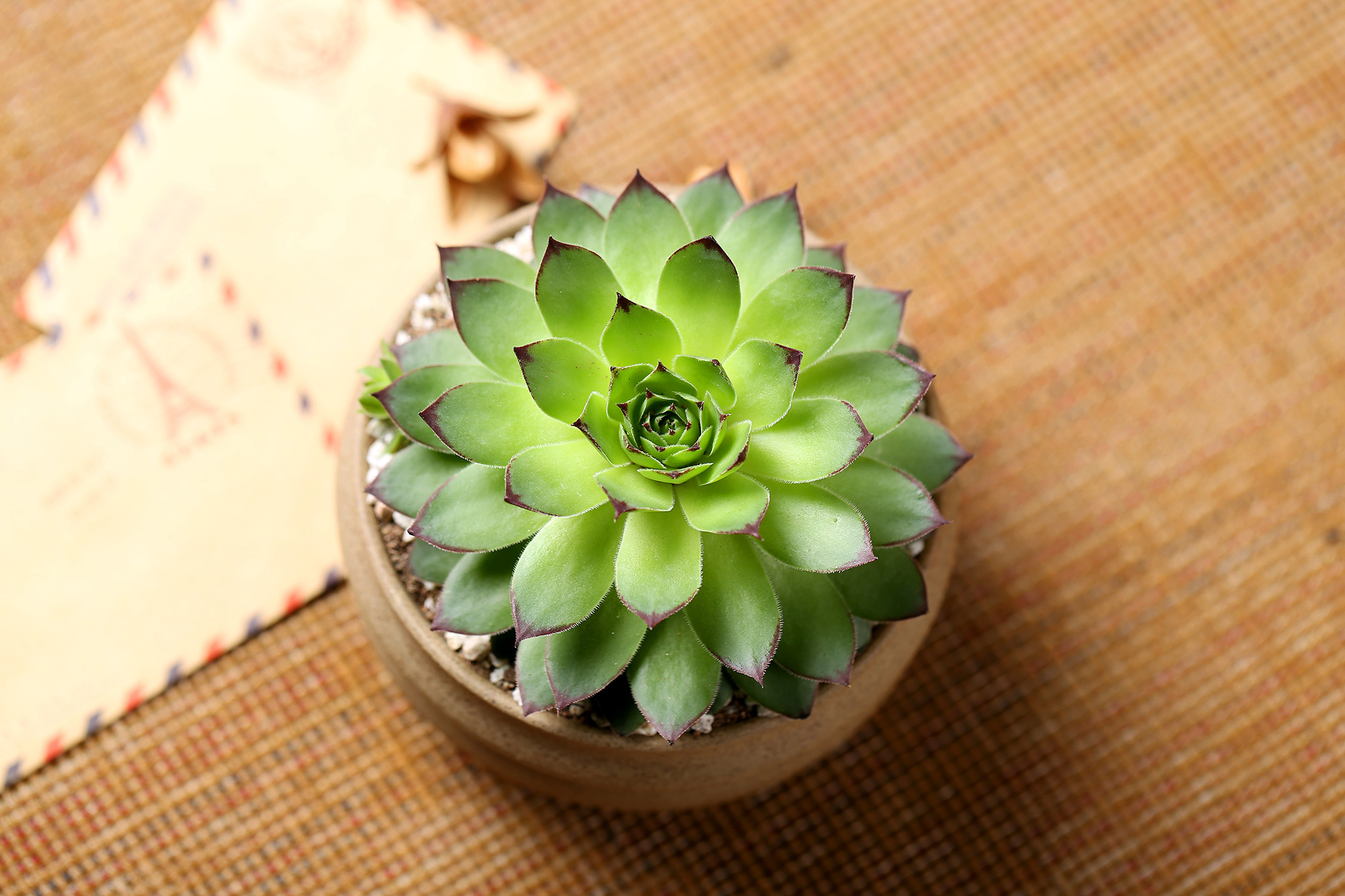 多肉植物 绿植 盆栽 观音莲