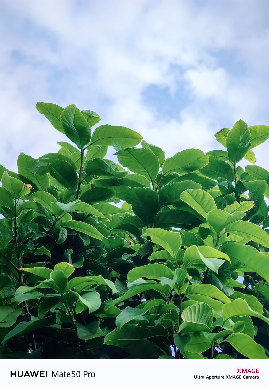 生机盎然（图ZMzIzODE1MTYw） - 风光摄影 - 站酷设计师雄小白原创素材 - 站酷ZCOOL