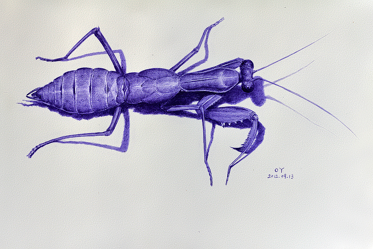 oy手绘:一些螳螂