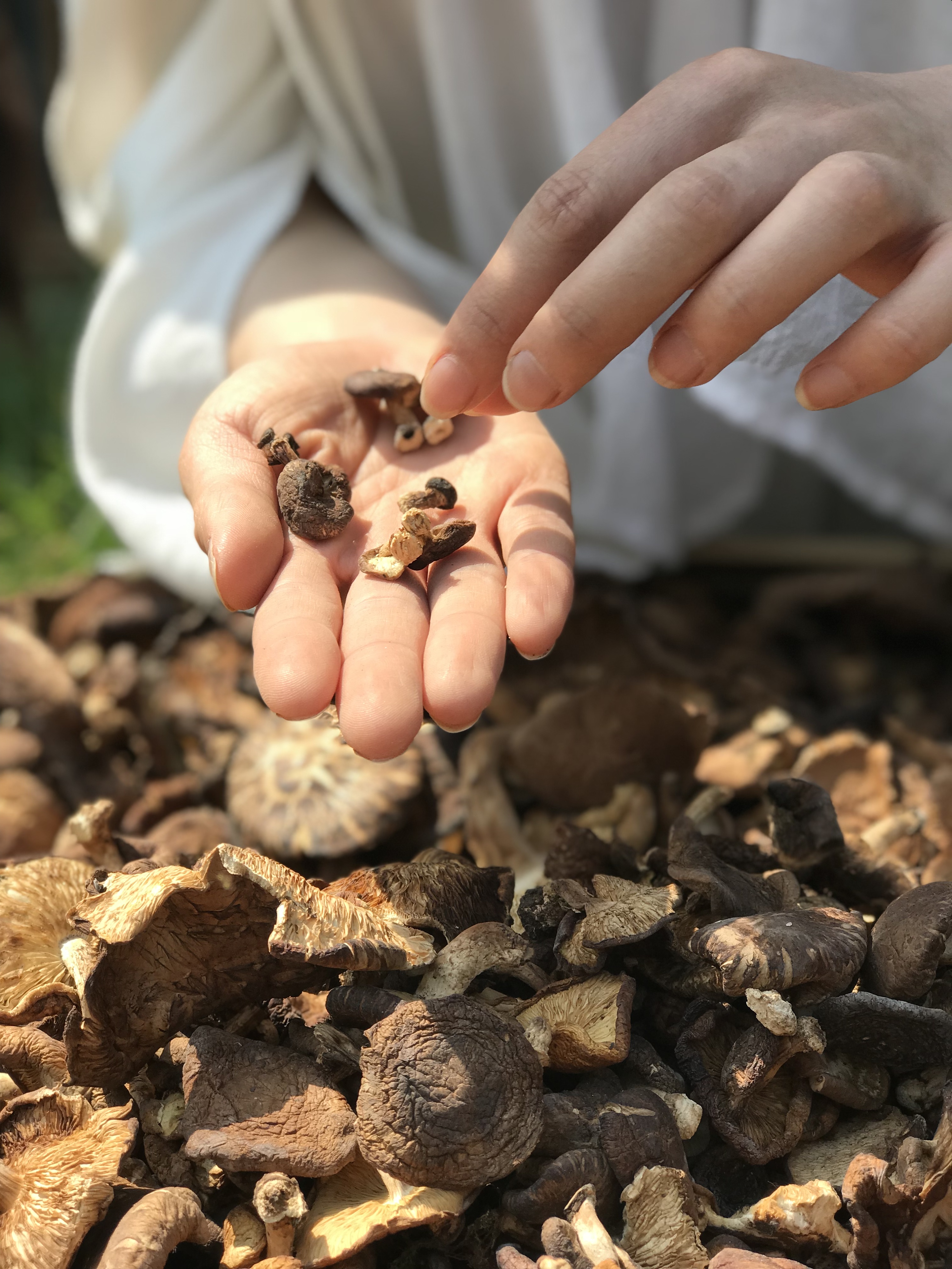 野生香菇\/灵芝|摄影|静物|微微的夏天 - 原创作品 - 站酷 (ZCOOL)