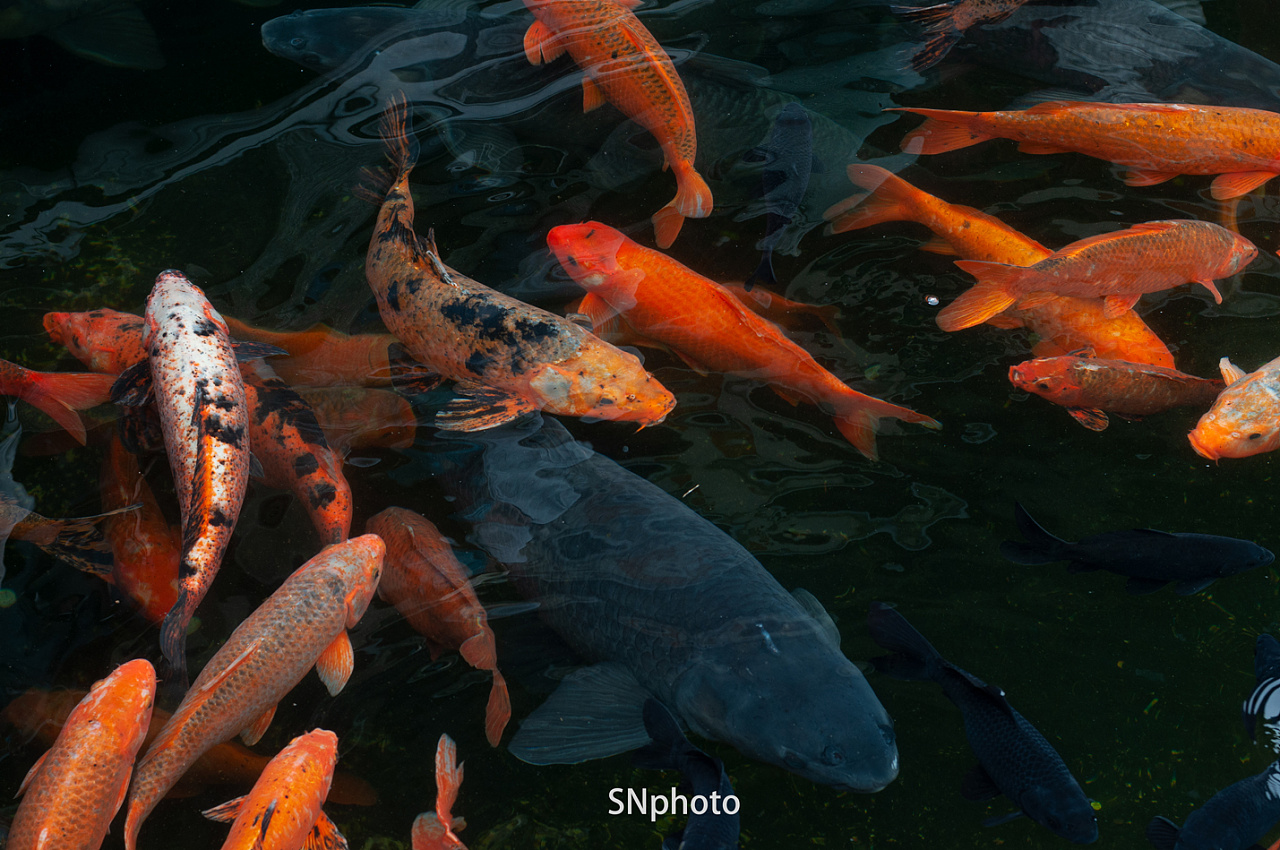 摄影 东湖 锦鲤池|摄影|人文/纪实摄影|snphoto - 原创作品 - 站酷