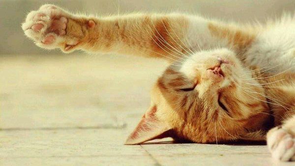 暴躁鱼的个人主页（封面预览） - 主页封面设置 - 站酷设计师暴躁鱼原创素材 - 站酷ZCOOL