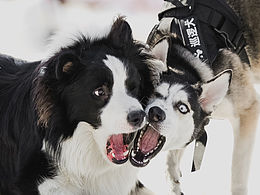 雪地里的狗狗們